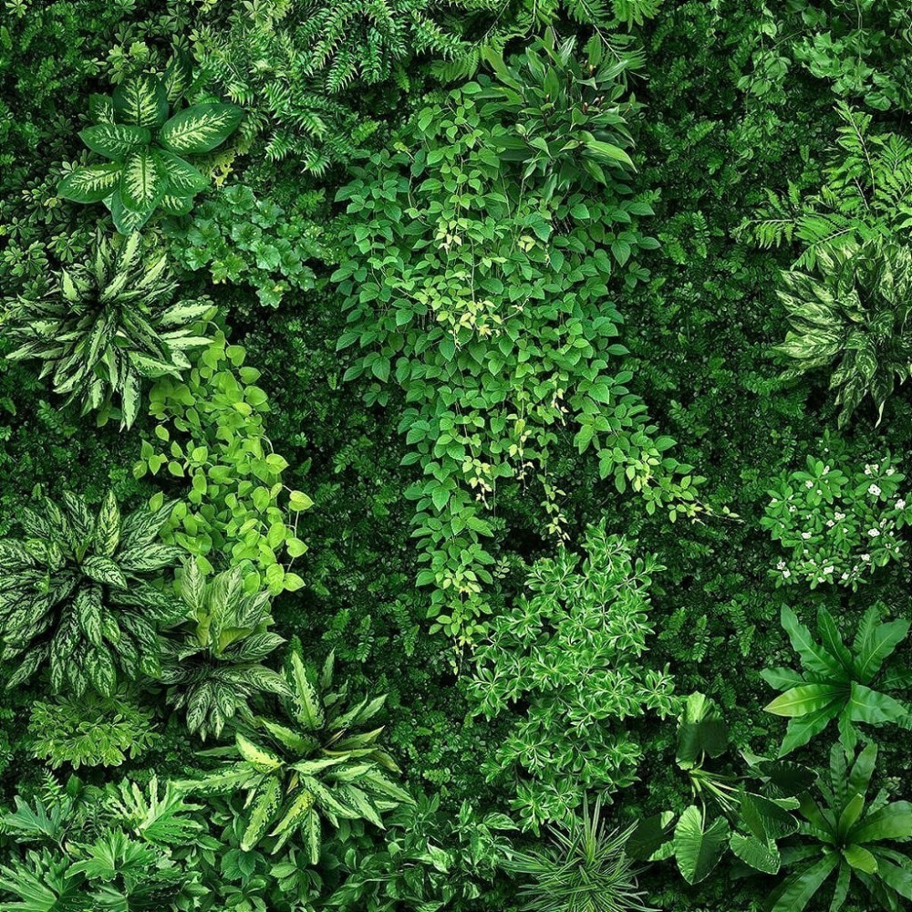 Papel de Parede Personalizado Jardim Vertical Comigo-Ninguém-Pode Papel de Parede Personalizado Jardim Vertical Comigo-Ninguém-Pode