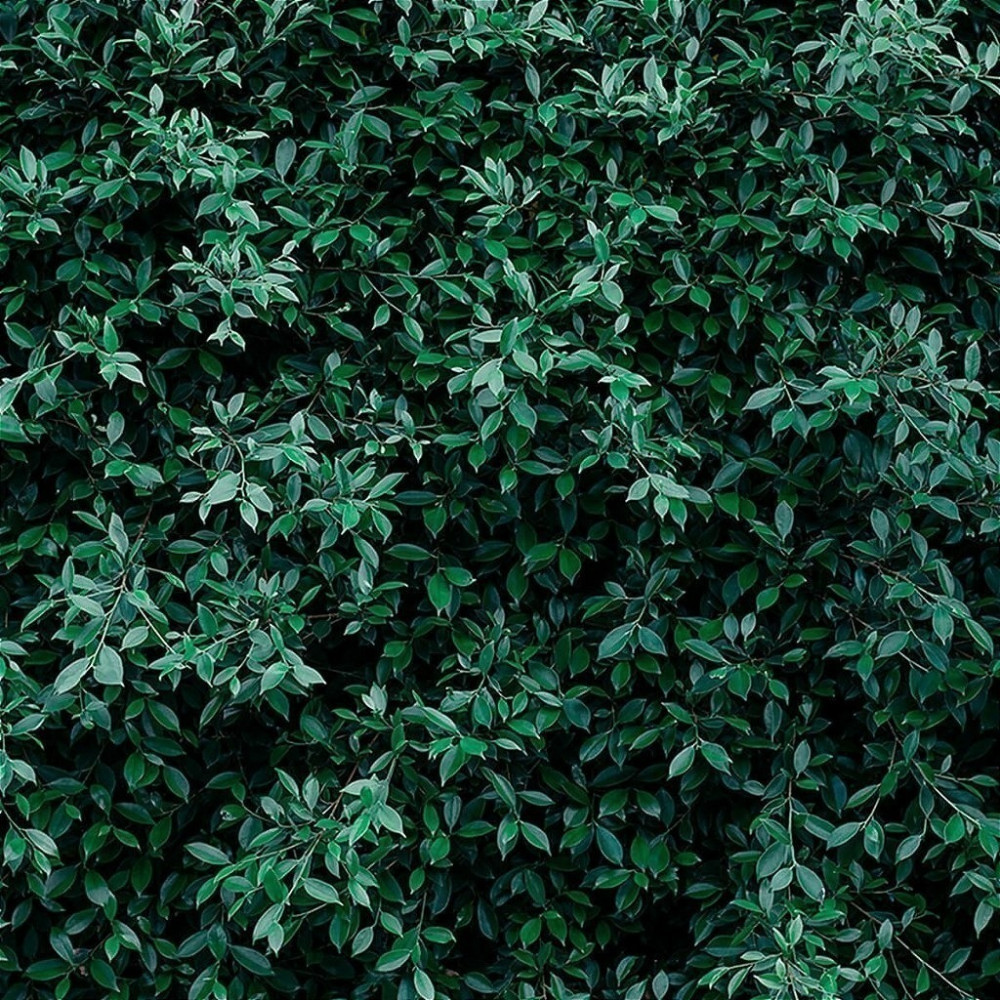 Papel De Parede Personalizado Jardim Vertical Folhas Papel De Parede Personalizado Jardim Vertical Folhas