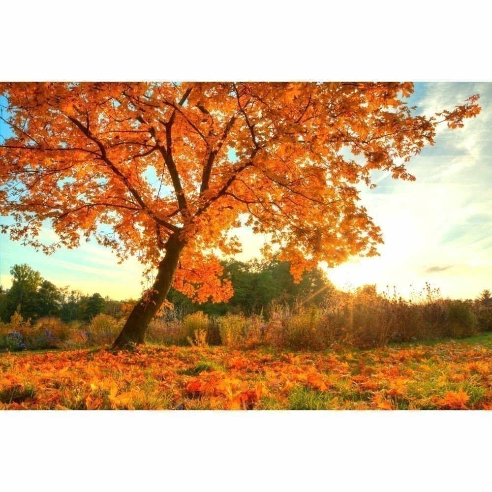 Papel de Parede Personalizado Outono Papel de Parede Personalizado Outono