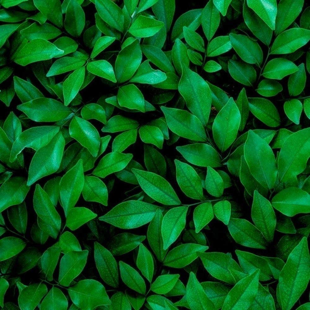 Papel De Parede Personalizado Jardim Vertical Folhas Verdes