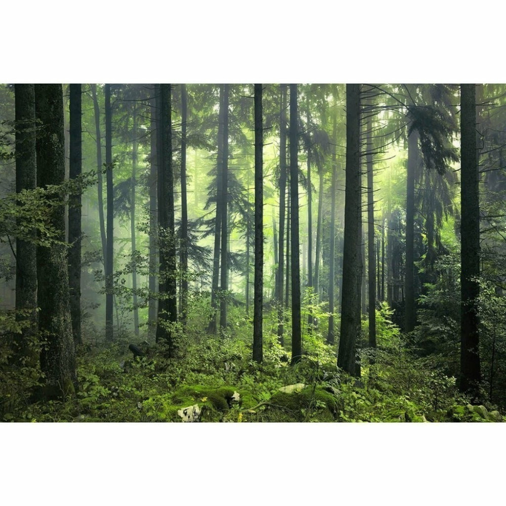 Papel de Parede Personalizado Bosque