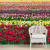 Papel de Parede Personalizado Tulipas Colors