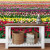 Papel de Parede Personalizado Tulipas Colors