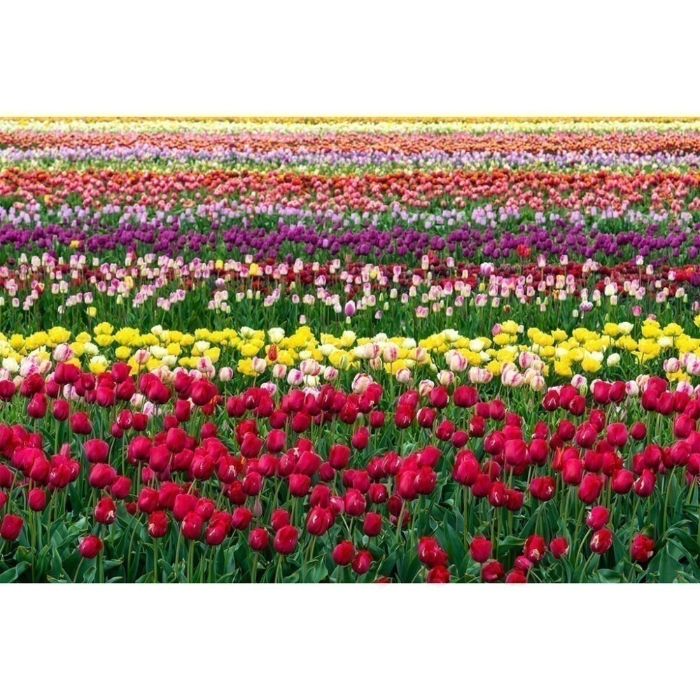 Papel de Parede Personalizado Tulipas Colors