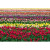 Papel de Parede Personalizado Tulipas Colors